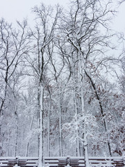 Concept winter beauty. Hardwood. With bare trees covered with snow.