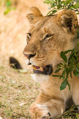Female lion (panthera leo), Masai Mara National Game Park Reserve, Kenya, East Africa