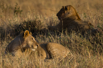 Lion sitting resting (panthera leo), Masai Mara National Game Park Reserve, Kenya, East Africa