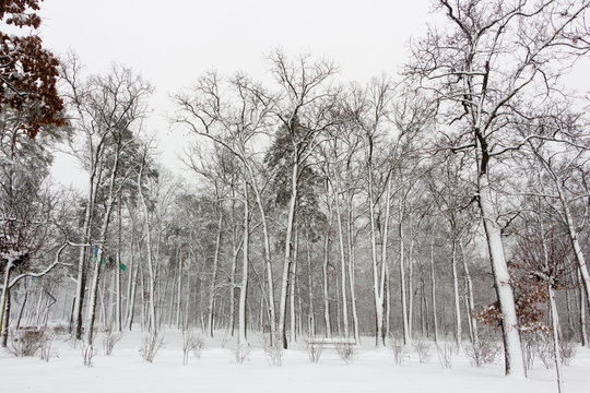 Fototapeta Concept winter beauty. Hardwood. With bare trees covered with snow.
