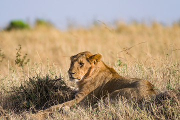 Lion sitting resting (panthera leo), Masai Mara National Game Park Reserve, Kenya, East Africa