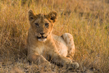 Lion cub (panthera leo) resting in dry grass, Maasai Mara, Kenya