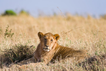 Lion sitting resting (panthera leo), Masai Mara National Game Park Reserve, Kenya, East Africa