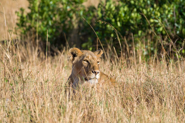 Lion sitting resting (panthera leo), Masai Mara National Game Park Reserve, Kenya, East Africa