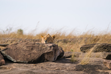 Lion sitting on rocky outcrop resting (panthera leo), Masai Mara National Game Park Reserve, Kenya, East Africa