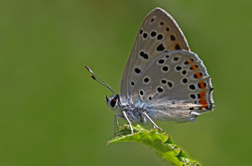 Fototapeta na wymiar Büyük mor bakır kelebeği ; Lycaena alciphron butterfly