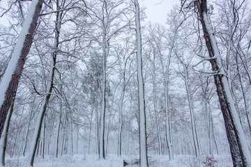 Concept winter beauty. Hardwood. With bare trees covered with snow.