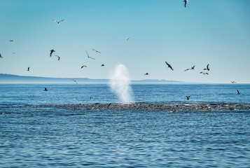 Humpback whale, sea lions, and seagulls feeding