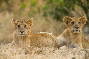 Lion cubs (Panthera leo) waiting for mother to return, Masai Mara, Kenya