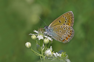 Fototapeta na wymiar çok gözlü amanda kelebeği ; Polyommatus amandus butterfly 