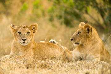 Naklejka na ściany i meble Lion Cubs Resting, Maasai Mara