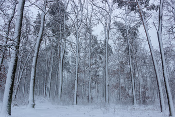 Concept winter beauty. Hardwood. With bare trees covered with snow.