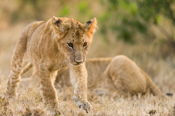 Lion cub walking, Masai Mara, Kenya