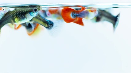 Group of attractive colorful guppy swimming, close up footage.