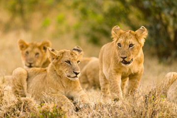 Lion Cubs Waiting For Mother, Maasai Mara