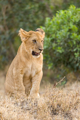 Lion cub sat waiting for its mother, Masai Mara, Kenya