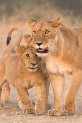 Obraz premium Mother lion (Panthera leo) with cubs, Masai Mara, Kenya