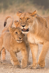 Fototapeta na wymiar Mother lion (Panthera leo) with cubs, Masai Mara, Kenya