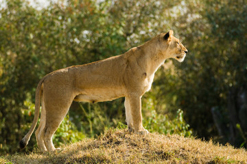Lion (panthera leo) standing and looking on grass mound, Maasai Mara, Kenya
