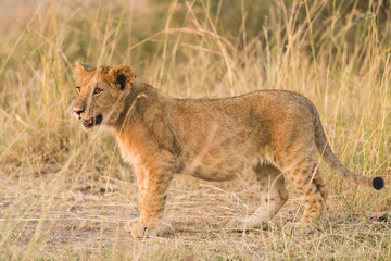 Lion cub (Panthera leo) walking on dusty path, Masai Mara, Kenya
