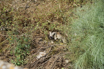 Wild cats are predominantly feral domestic cats in the Southern European countries and mostly European shorthair 