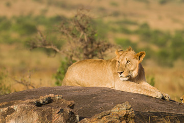 Lion sitting on rocky outcrop resting (panthera leo), Masai Mara National Game Park Reserve, Kenya, East Africa