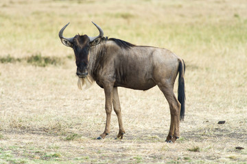 Naklejka na ściany i meble Solitary Wildebeest (Connochaetes taurinus), Maasai Mara, Kenya