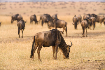 Naklejka na ściany i meble A herd of blue wildebeest (Connochaetes taurinus mearnsi) grazing on dry grass during migration, Masai Mara, Kenya