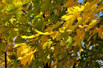 yellow leaves