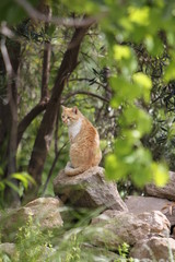 Wild cats are predominantly feral domestic cats in the Southern European countries and mostly European shorthair 