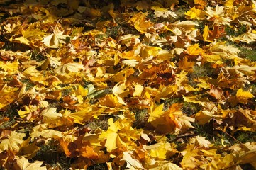 autumn leaves