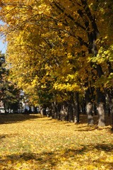 Naklejka premium autumn in the park