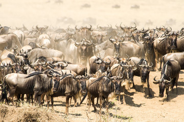 Wildebeest Migration Waiting To Cross River