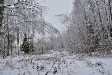 winter landscape with trees in winter
