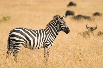 Solitary Plains Zebra (Equus quagga) Standing In Savannah Grass, Maasai Mara, Kenya