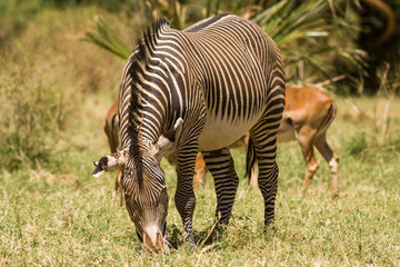 Obraz na płótnie Canvas Grevy's Zebra Grazing, Samburu