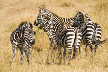 Fototapeta na wymiar Herd of Plains zebra (Equus quagga) in open grass, Masai Mara, Kenya