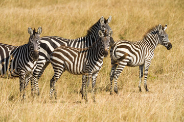 Fototapeta na wymiar Herd of Plains zebra (Equus quagga) in open grass, Masai Mara, Kenya