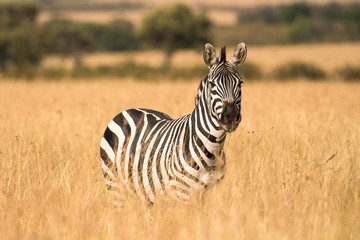 Plains Zebra (Equus quagga) In Tall Grass, Maasai Mara, Kenya