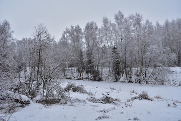 trees in winter