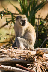 Vervet monkey (Chlorocebus pygerythrus) sitting on dead tree, Samburu National Reserve, Kenya, East Africa
