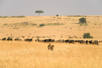A Pair Of Hyena Walking Towards A Herd Of Zebra And Wildebeest, Maasai Mara, Kenya