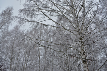 trees in winter