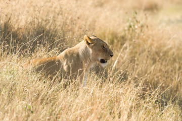 Lion (panthera leo) Sitting In Tall Grass, Maasai Mara, Kenya