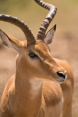 Grant's Gazelle (Nanger granti), Maasai Mara, Kenya