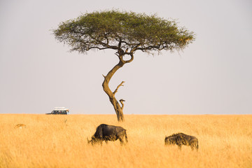 Lone Acacia tree in open savanna with animals around it and safari vehicle in background, Masai Mara, Kenya