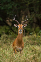 Naklejka na ściany i meble Male Impala (Aepyceros melampus) standing in grass, Nairobi National Park, Kenya