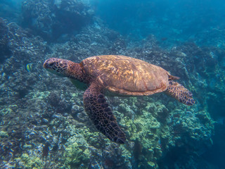 Fototapeta premium Green Sea Turtle Side Angle Underwater Close Up