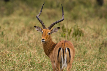 Naklejka na ściany i meble Male Impala (Aepyceros melampus) standing in grass, Nairobi National Park, Kenya