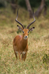 Male Impala (Aepyceros melampus) standing in grass, Nairobi National Park, Kenya